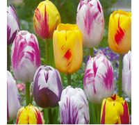 Mélange de 20 - Tulipa Rembrandt Mix - Bulbes de tulipes - Bulbes à fleurs - Floraison printanière