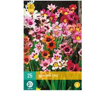 Mélange de 25 bulbes Sparaxis Rose