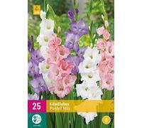 MELANGE DE 25 GLAÏEULS PASTEL