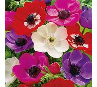 MELANGE DE 30 ANEMONES DE CAEN