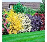 Mélange de 5 plants d'arbustes à fleurs | Jardin rustique en extérieur, Coloré toute l'année