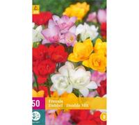MELANGE DE 50 FREESIAS DOUBLE