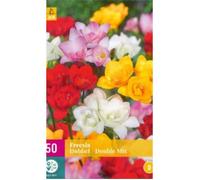 MELANGE DE 50 FREESIAS DOUBLE Multicolore