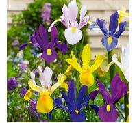 Mélange de 50 - Iris Hollandica - Iris hollandais - Mélange de couleurs - Bulbes à fleurs