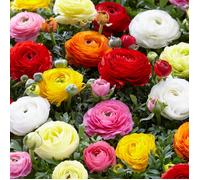 Mélange de 50 - Renoncule - Renoncule - Bouton d'Or - Mélange de Couleurs - Pousse jusqu'à 30-40 cm