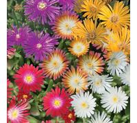 Mélange de 6 000 graines de plantes glacées à planter - Sans OGM et tapis de patrimoine - Graines de fleurs pour jardin extérieur