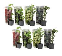 Mélange de baies - Mélange de 8 - Plantes de jardin - Pot 9cm - Hauteur 25-40cm