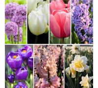 Mélange de bulbes à fleurs All Spring Mix - 50 bulbes à fleurs - crocus, jonquilles, jacinthes, tulipes, alliums - mélange violet, rose, blanc, jaune - longue période de floraison, floraison