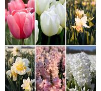 Mélange de bulbes à fleurs Blossom Mix - 50 bulbes à fleurs - tulipes | jonquilles | jacinthes - blanc | rose | mélange - parfumé | floraison printanière | résistant à l'hiver - direct du producteur -
