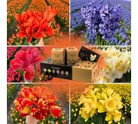 Mélange de bulbes à fleurs - Dutch Flower Mix - Boîte de luxe grande | 75 bulbes pour 2 m² de splendeur florale - Bulbes de tulipes - Flowerbulbs Amsterdam - Taille 12+