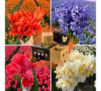 Mélange de bulbes à fleurs - Dutch Flower Mix - Boîte de luxe moyenne | 40 bulbes pour 1 m² de splendeur florale - Bulbes de tulipes - Flowerbulbs Amsterdam - Taille 12+