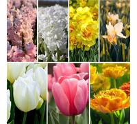 Mélange de bulbes à fleurs Easter Mix - 50 bulbes à fleurs - tulipes | jonquilles | jacinthes - mélange blanc | rose | jaune | orange - parfumé | floraison printanière | résistant à l'hiver - direct