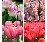 Mélange de bulbes à fleurs Pinkalicious Mix - 100 bulbes à fleurs - tulipes | jacinthes - mélange rose et blanc - floraison printanière | résistant à l'hiver - direct du producteur - Flowerbulbs