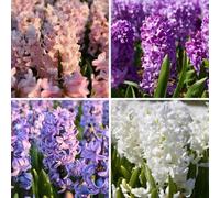 Mélange de bulbes de jacinthes Show Off - 50 bulbes à fleurs - taille de bulbe 14/15 - mélange bleu | rose | blanc | violet | parfumé | floraison printanière | résistant à l'hiver - directement du