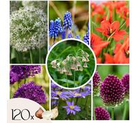 Mélange de bulbes pour abeilles et papil - Set de 120 - Bulbes à fleurs