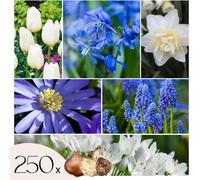 Mélange de bulbes pour le jardin - Set de 250 - Bulbes à fleurs