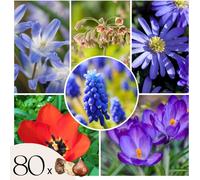 Mélange de bulbes qui attirent les abeil - Set de 80 - Bulbes à fleurs