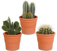 Mélange de cactus 10,5 cm - 3x - en pot terracotta