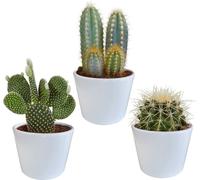 Mélange de cactus 10,5 cm - 3x - in witte pot