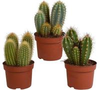 Mélange de cactus 10,5 cm - 3x - sans pot