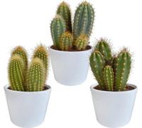 Mélange de cactus colonnaires 10,5 cm - 3x - en pots blancs