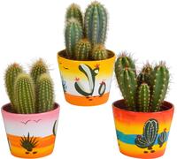 Mélange de cactus colonnaires 10,5 cm - 3x - en pots mexicains