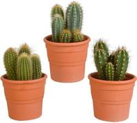 Mélange de cactus colonnaires 10,5 cm - 3x - en pots terracotta