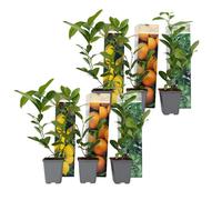 Mélange de citrons - Set de 6 - Citrus limon - Hauteur 25-40cm - d9cm
