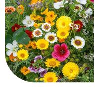 Mélange de fleurs comestibles - 250 g pour 125 m² - Savoureuses pour la cuisine - Variées et colorées - Attire les insectes utiles - Hauteur de croissance : 40 à 80 cm