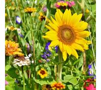 Mélange de fleurs de prairie des chevaux | 250 g pour 125 m² | Mélange de variétés de fleurs annuelles et vivaces | Très attractif pour les insectes pollinisateurs