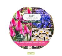 Mélange de fleurs de printemps dans un bol bio prêt à planter, bulbes à floraison précoce, différentes tulipes, jonquilles, prêt à planter soi-même, rose