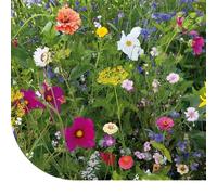 Mélange de fleurs d'été - 1 kg pour 400 m² - Contient 58 espèces de fleurs - Très attractif pour les insectes
