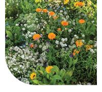 Mélange de fleurs et de rocailles - 50 g pour 25 m² - Contient 20 variétés de fleurs - Il est très attractif pour les insectes utiles