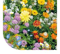 Mélange de Fleurs pour Les Abeilles (Mellifère Sauvage) - 250 g pour 125 m² - 23 espèces de Fleurs Sauvages à Faible Croissance - Facile à semer