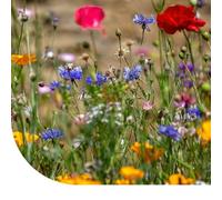 Mélange de fleurs sauvages annuelles et vivaces - 1 kg pour 500 m² - 40 espèces de fleurs sauvages - Très attractif pour les insectes utiles - Nécessite peu d'entretien