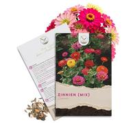 Mélange de graines de Zinnia - Fleurs d'été colorées pour le parterre, le balcon, la terrasse et comme fleurs coupées dans des vases