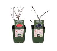 Mélange de mûres et de framboises - Rubus idaeus Lochness Bio & Rubus ideaus Malling Promise Bio - 20cm - Ø9cm - Plante de jardin