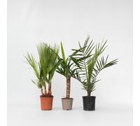 Mélange de Palmiers d'intérieur - Set de 3 - Indoor Palmmix - H50-70cm - ⌀14cm