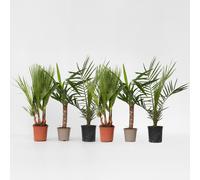 Mélange de Palmiers d'intérieur - Set de 6 - Indoor Palmmix - H50-70cm - ⌀14cm