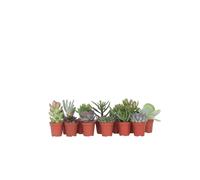 Mélange de petites succulentes - Set de 12 - Succulent Mix - H5-10cm - d5,5cm