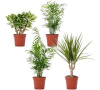 Mélange de plantes d'intérieur - Ensemble de 4 plantes faciles à entretenir avec Chamaedorea, Crassula, Areca, Dracaena dans des pots de 12cm | Décoration intérieure & verdure purifiante de l'air