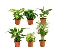Mélange de Plantes d'Intérieur Vertes - BLOOMIQUE - Lot de 6 - D12 cm - H 25 - 45 cm