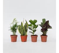 Mélange de plantes faciles d'entretien - Set de 4 - Hauteur 25-40cm - ⌀12cm