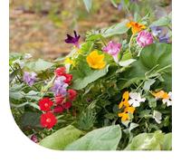 Mélange de plantes grimpantes - 1 kg pour 500 m² - Graines de fleurs - Plantes annuelles et vivaces - Croissance rapide