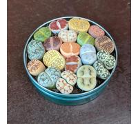 Mélange de plantes Lithops - Sunnyplants, Lithops rares, Plantes Lithops, Succulentes, Pierres vivantes, Lithops, Plantes Colorées, Cadeaux de Plantes (5)