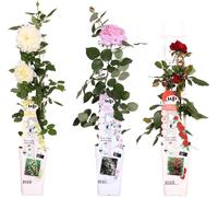 Mélange de roses - ↨65cm - Ø15cm - 3 pièces