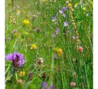 Mélange d'herbes pour chevaux | 250g pour ±1.500 m² | Pâturage sain et savoureux pour les chevaux | Herbes annuelles et vivaces