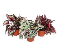 Mélange Feuille Bégonia "Botanica" - 3 plantes - pot de 12cm