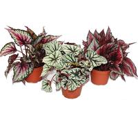 Mélange Feuille Bégonia "Botanica" - 3 plantes - pot de 12cm