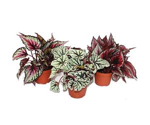 Mélange Feuille Bégonia "Botanica" - 3 plantes - pot de 12cm